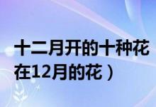 十二月开的十种花（什么花十二月份开花花期在12月的花）