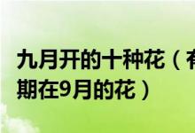 九月开的十种花（有什么花是在九月开花的花期在9月的花）