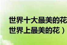 世界十大最美的花（最美的花是什么花10种世界上最美的花）