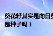葵花籽其实是向日葵的什么（葵花籽是果实还是种子吗）