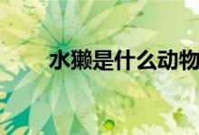 水獭是什么动物图片（水獭是什么）