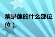 藕是莲的什么部位（我们吃的藕是莲的什么部位）