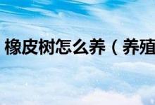橡皮树怎么养（养殖方法和注意事项看这里）