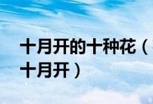 十月开的十种花（花期在10月份的花什么花十月开）
