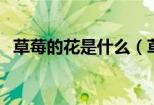 草莓的花是什么（草莓的花是什么颜色的）