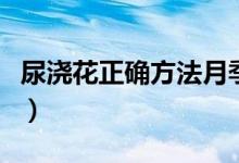 尿浇花正确方法月季（尿浇花正确方法是什么）