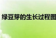 绿豆芽的生长过程图片（绿豆芽的生长过程）