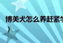 博美犬怎么养赶紧学会这几招（博美犬怎么养）