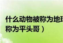 什么动物被称为地球上的清洁工（什么动物被称为平头哥）