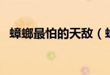 蟑螂最怕的天敌（蟑螂最怕的天敌是什么）