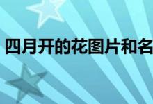 四月开的花图片和名称（四月开的花有哪些）