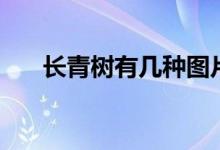 长青树有几种图片（长青树有哪几种）