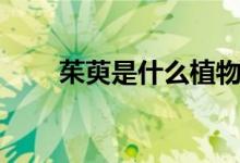 茱萸是什么植物（茱萸是什么植物）