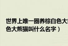 世界上唯一圈养棕白色大熊猫叫什么（世界上唯一圈养棕白色大熊猫叫什么名字）