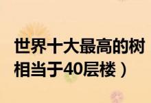 世界十大最高的树（最高的树是什么树第一名相当于40层楼）