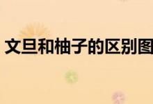 文旦和柚子的区别图片（文旦和柚子的区别）