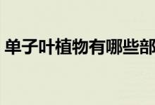 单子叶植物有哪些部位（单子叶植物有哪些）