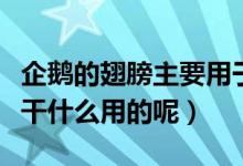企鹅的翅膀主要用于什么（企鹅的翅膀是用来干什么用的呢）