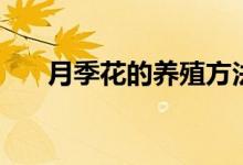 月季花的养殖方法（月季花如何养殖）