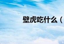 壁虎吃什么（壁虎以什么为食）