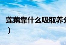 莲藕靠什么吸取养分（藕是靠什么吸取养分的）