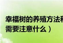 幸福树的养殖方法和注意事项（幸福树的养殖需要注意什么）