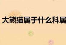 大熊猫属于什么科属种（大熊猫属于什么科）