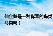 仙企鹅是一种稀罕的鸟类（仙企鹅是一种能在海洋中生存的鸟类吗）
