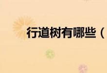 行道树有哪些（行道树有哪些树种）