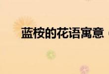 蓝桉的花语寓意（蓝桉的花语是什么）