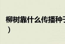 柳树靠什么传播种子（柳树靠什么传播种子的）