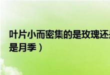 叶片小而密集的是玫瑰还是牡丹（叶片小而密集的是玫瑰还是月季）
