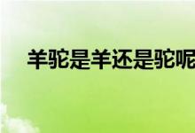 羊驼是羊还是驼呢（羊驼是羊还是骆驼）