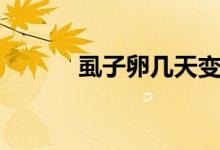 虱子卵几天变成虱子（虱子卵）