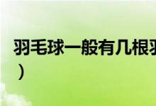 羽毛球一般有几根羽毛（正规羽毛球几根羽毛）