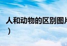 人和动物的区别图片（人和动物的区别是什么）