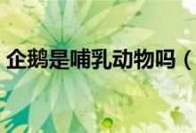 企鹅是哺乳动物吗（企鹅属不属于哺乳动物）