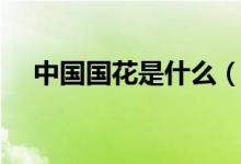 中国国花是什么（中国的国花是什么花）