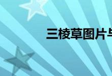 三棱草图片与功效（三棱草）