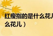 红瘦指的是什么花儿（绿肥红瘦红瘦指的是什么花儿）