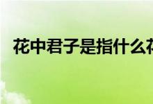 花中君子是指什么花（花中君子是指什么）