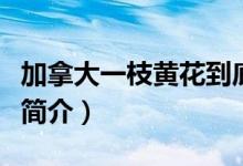 加拿大一枝黄花到底是什么（加拿大一枝黄花简介）