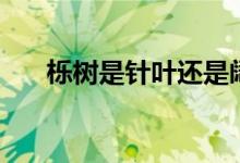 栎树是针叶还是阔叶（栎树是什么树）
