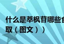 什么是萃枫苷哪些食物含有萃枫苷（什么是萃取（图文））