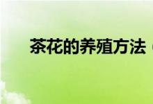 茶花的养殖方法（养殖茶花注意事项）
