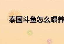 泰国斗鱼怎么喂养（泰国斗鱼如何饲养）