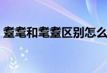 耋耄和耄耋区别怎么读（耋耄和耄耋的区别）
