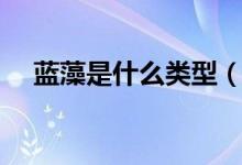 蓝藻是什么类型（蓝藻是什么（图文））