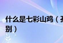 什么是七彩山鸡（孔雀蓝山鸡和七彩山鸡的区别）