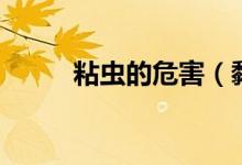 粘虫的危害（黏黏虫有什么危害）